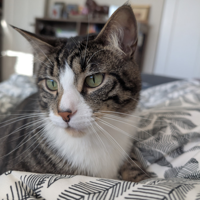 Your Cat's Best Friend