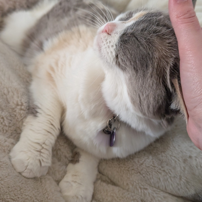 Your Cat's Best Friend