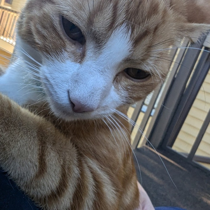Your Cat's Best Friend