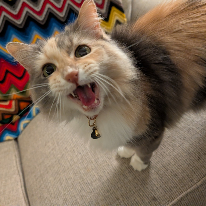 Your Cat's Best Friend