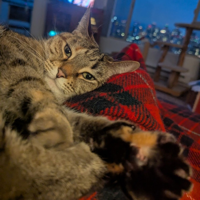 Your Cat's Best Friend photo 3