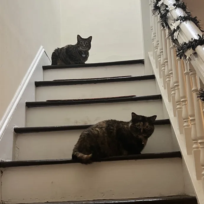 Loving Cat Mom W 10 Years Experience