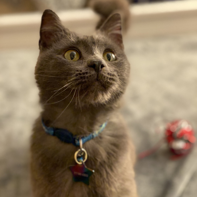 Loving Cat Mom W 10 Years Experience photo 3