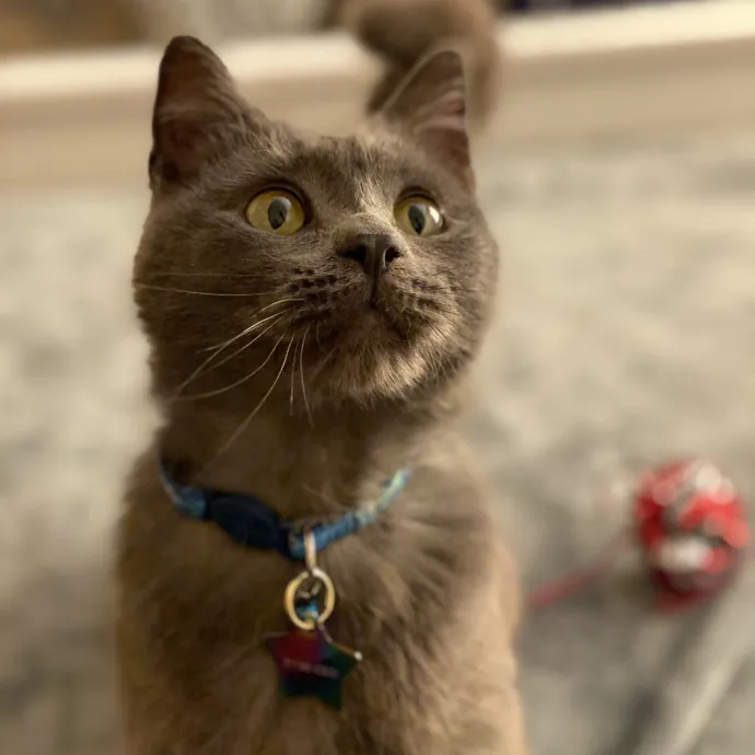 Loving Cat Mom W 10 Years Experience photo 3