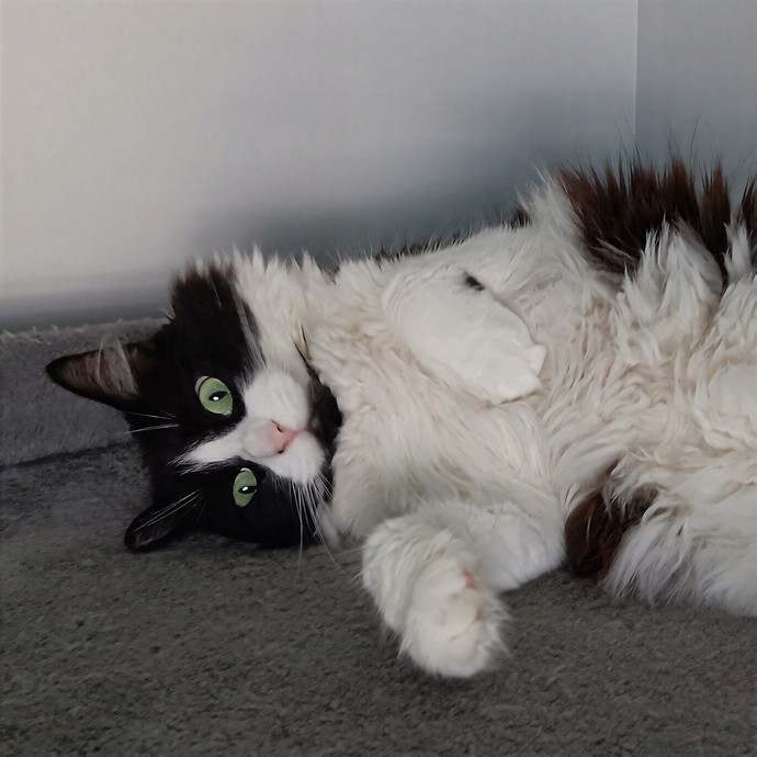 Exclusively Cats Pet Sitting Sebastian