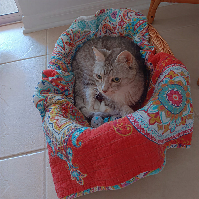Exclusively Cats Pet Sitting Sebastian