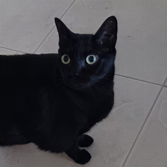 Exclusively Cats Pet Sitting Sebastian