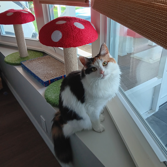 Exclusively Cats Pet Sitting Sebastian