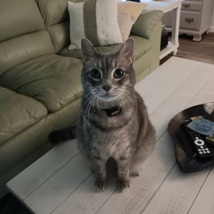Exclusively Cats Pet Sitting Sebastian