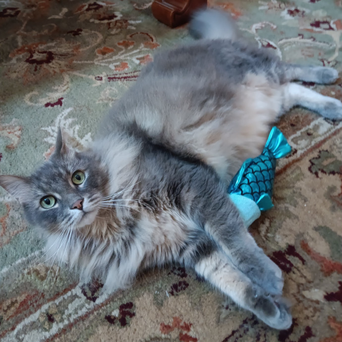 Exclusively Cats Pet Sitting Sebastian photo 2
