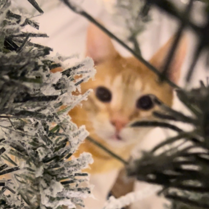 Mr Meow photo 2
