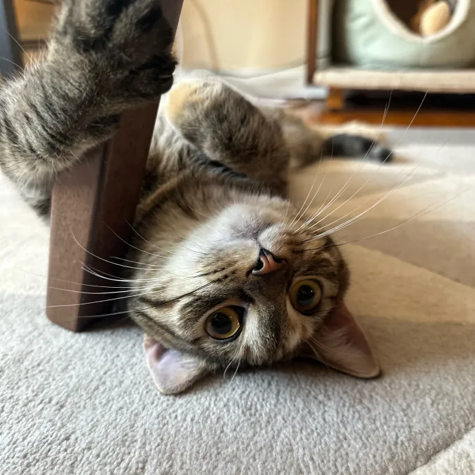 Carlyle Cat Care