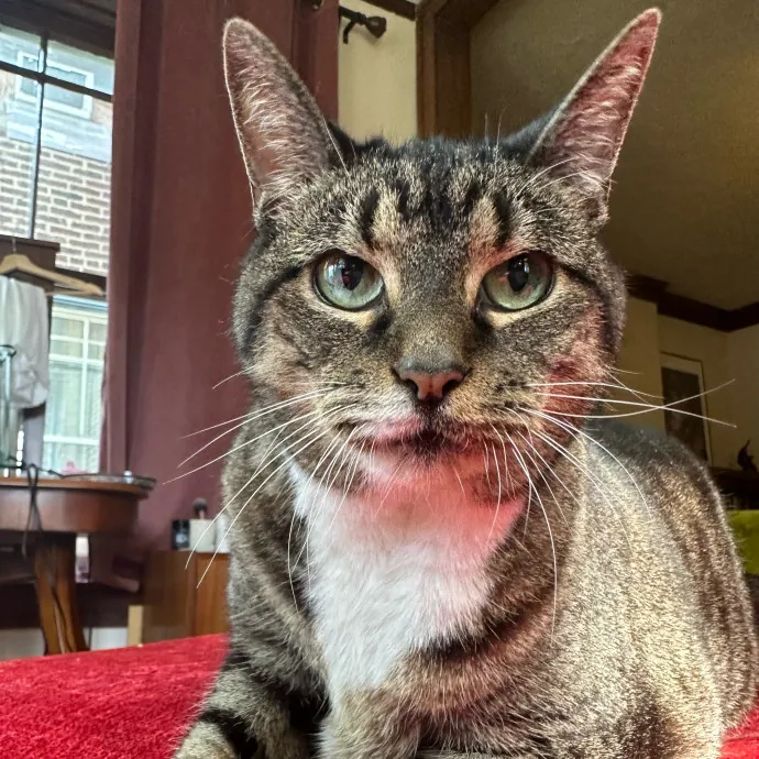 Carlyle Cat Care