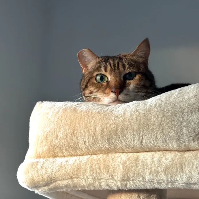 Carlyle Cat Care