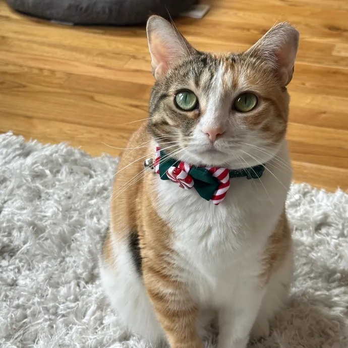 Carlyle Cat Care
