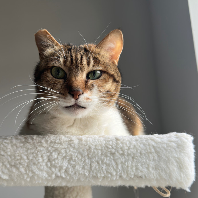 Carlyle Cat Care