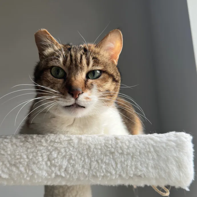 Carlyle Cat Care