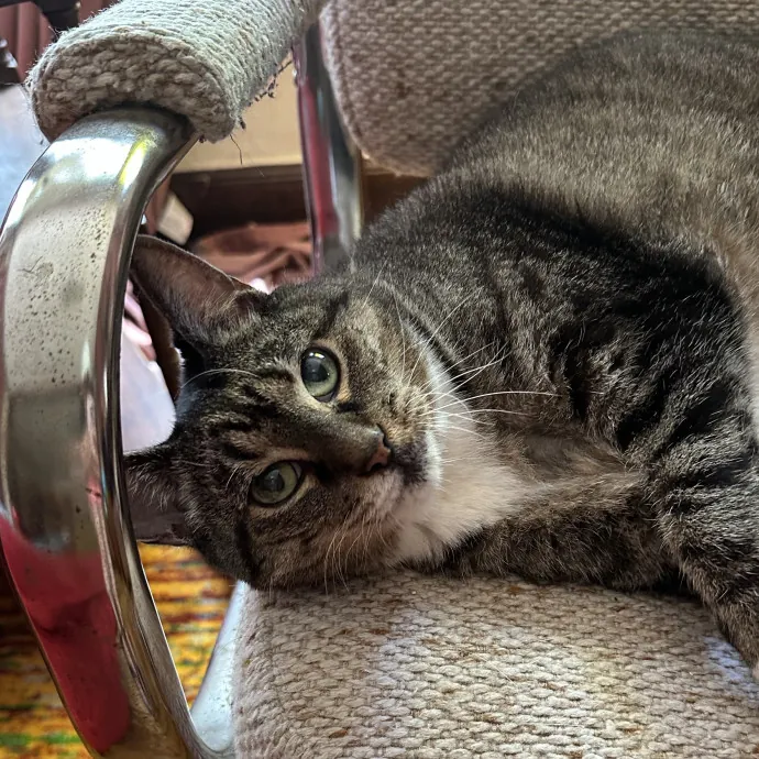 Carlyle Cat Care