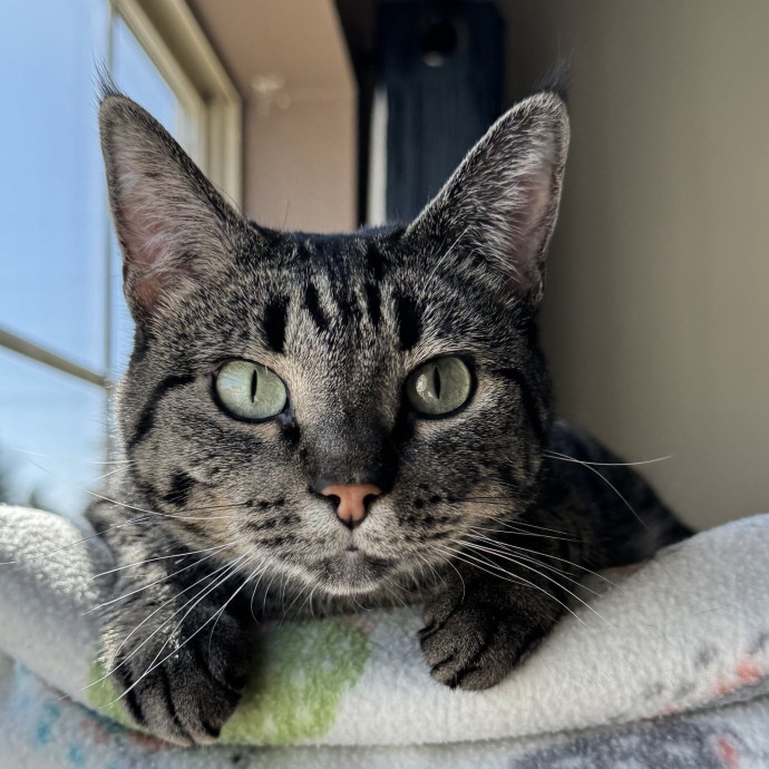 Carlyle Cat Care