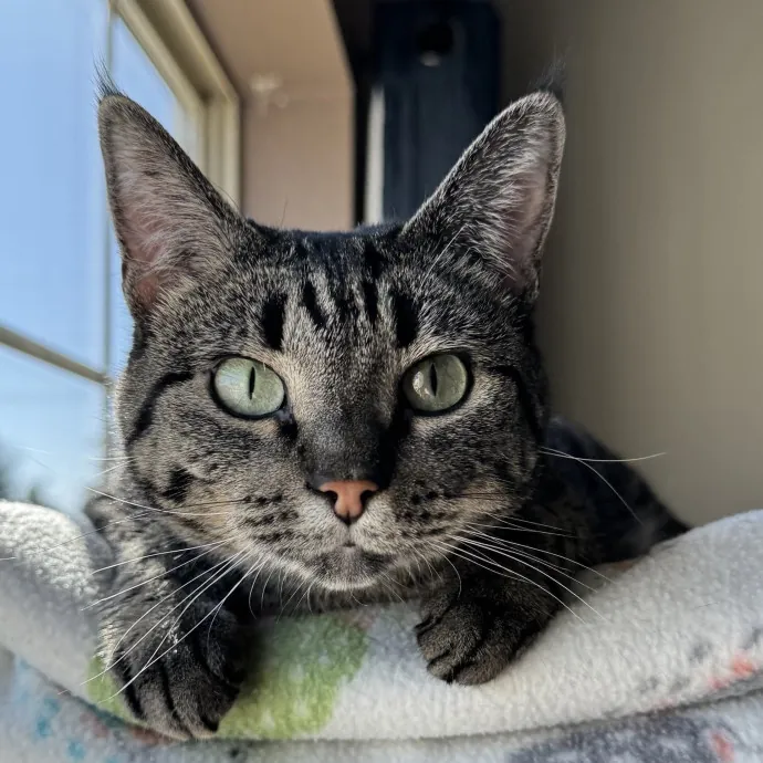 Carlyle Cat Care