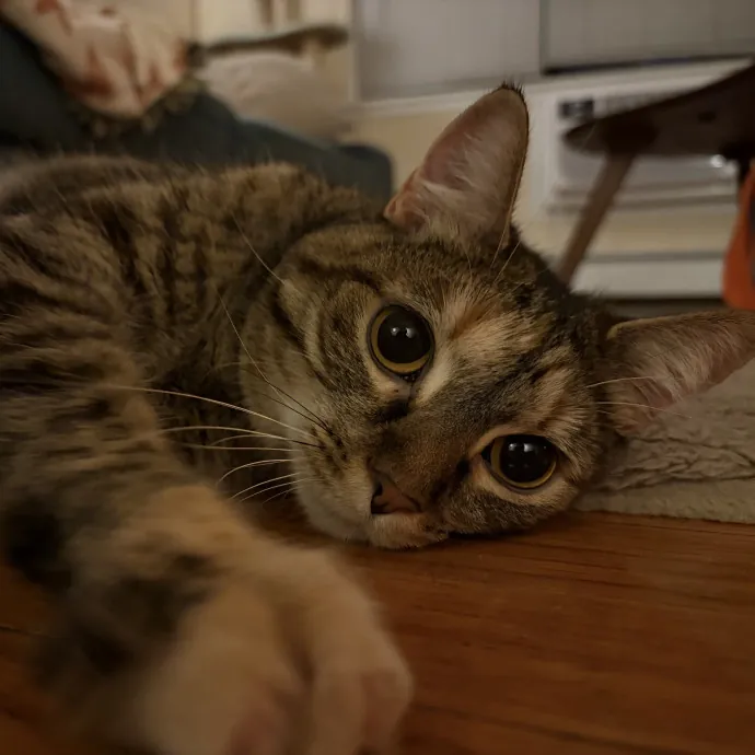 Carlyle Cat Care