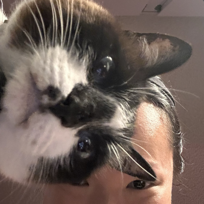 Purrsonalized Cat Care photo 2