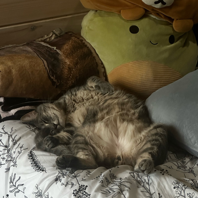 Remote Worker Wt Purrfect Experience