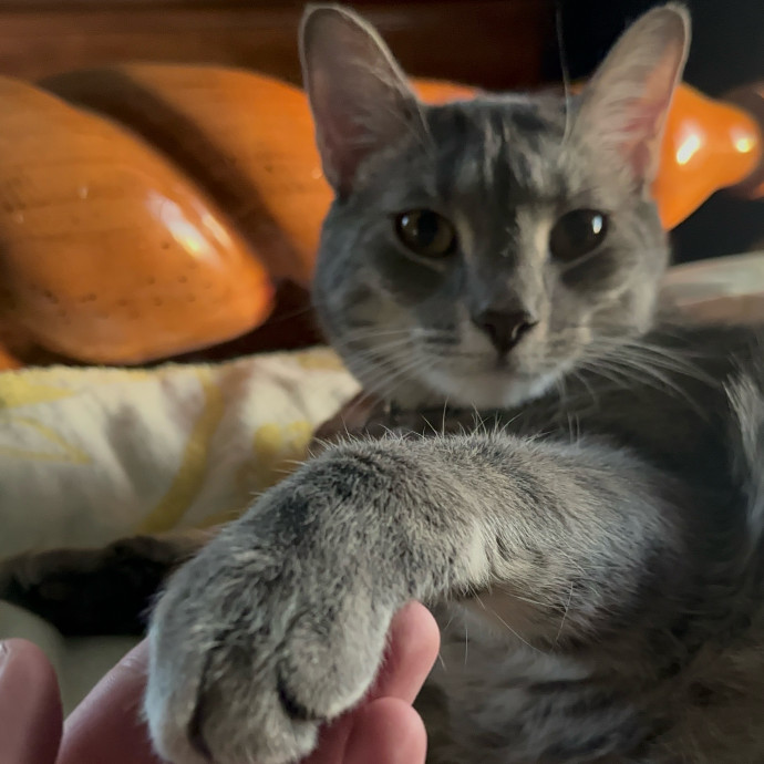 Remote Worker Wt Purrfect Experience photo 3