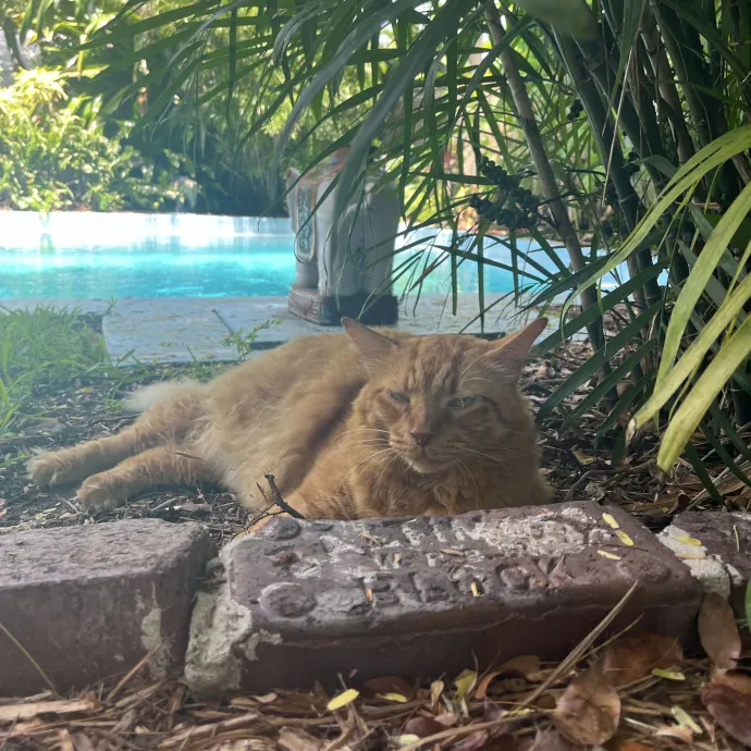 Reliable And Loving Pet Sitter