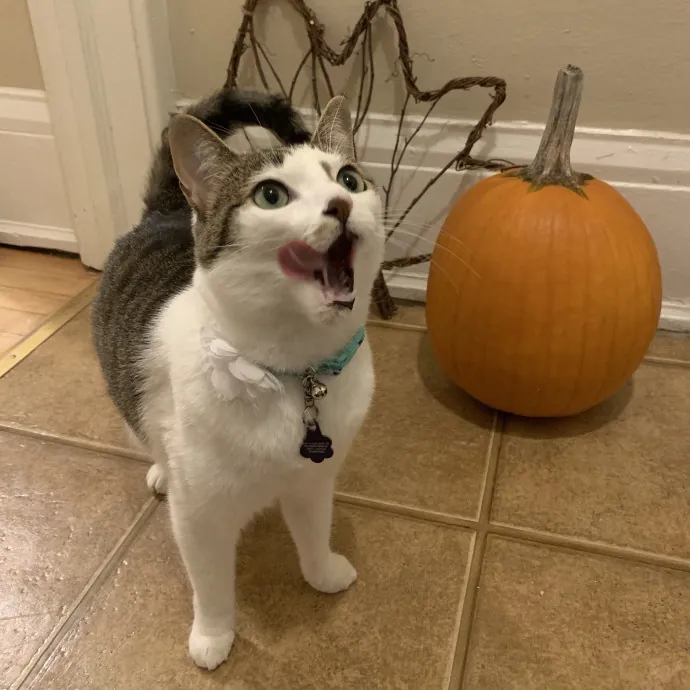 Reliable And Loving Pet Sitter