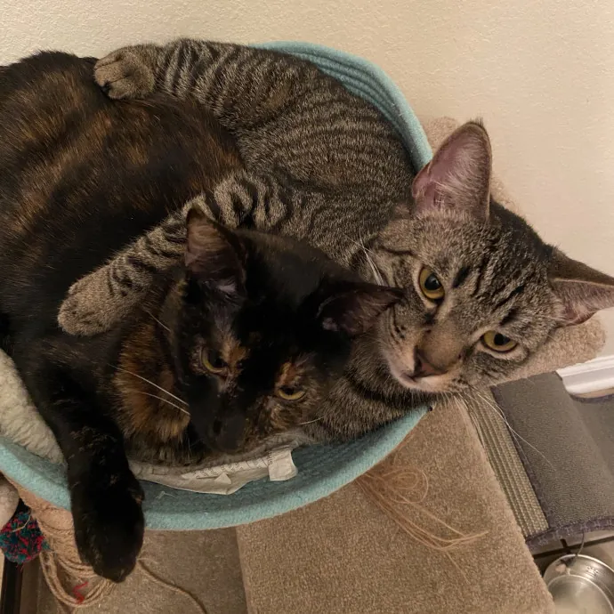 Reliable And Loving Pet Sitter