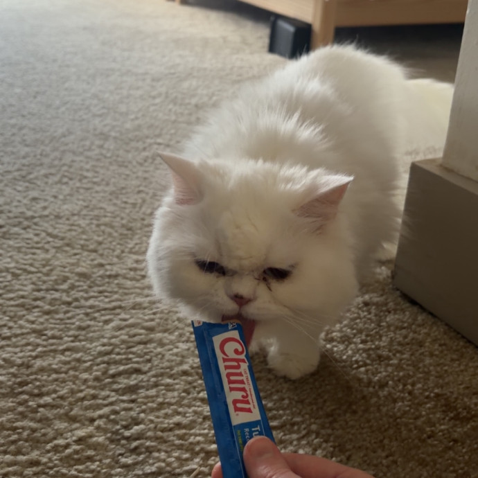 Katie's Cat Care