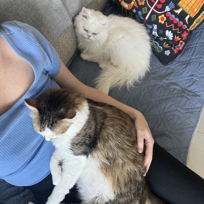 Katie's Cat Care