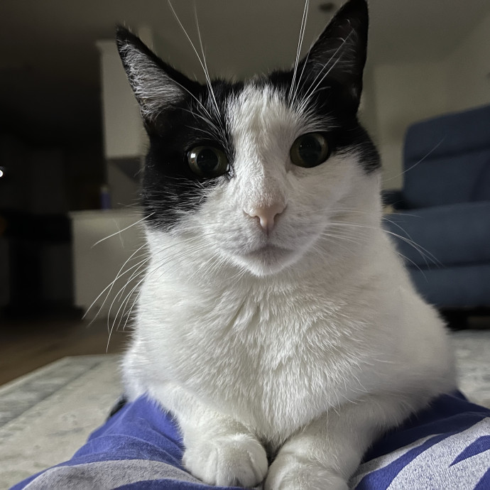 Katie's Cat Care photo 3