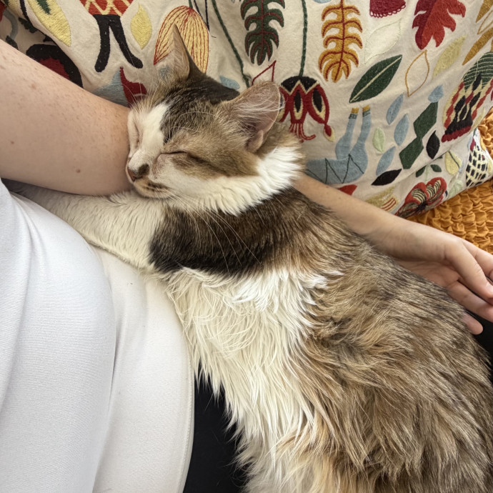 Katie's Cat Care photo 2