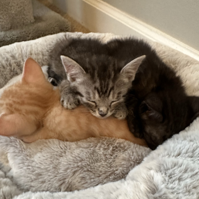 Best Cat Sitter In Orlando