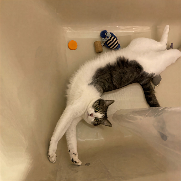 Cam's Calm Cat Care