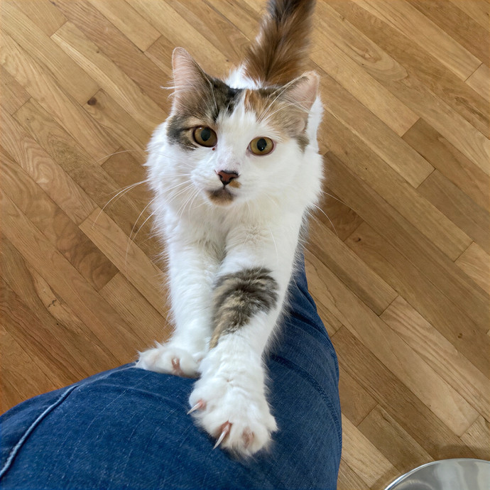 Cam's Calm Cat Care