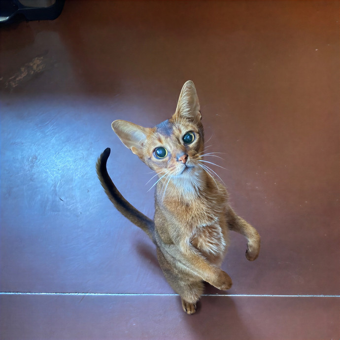 Cam's Calm Cat Care