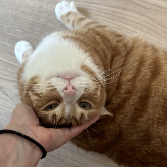 Cam's Calm Cat Care