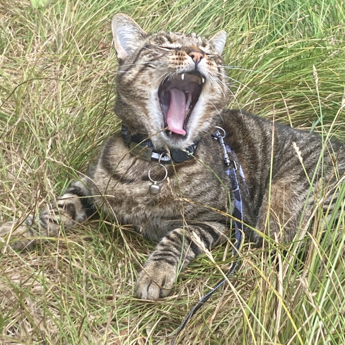 Cam's Calm Cat Care