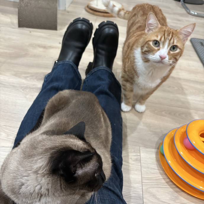 Cam's Calm Cat Care photo 3