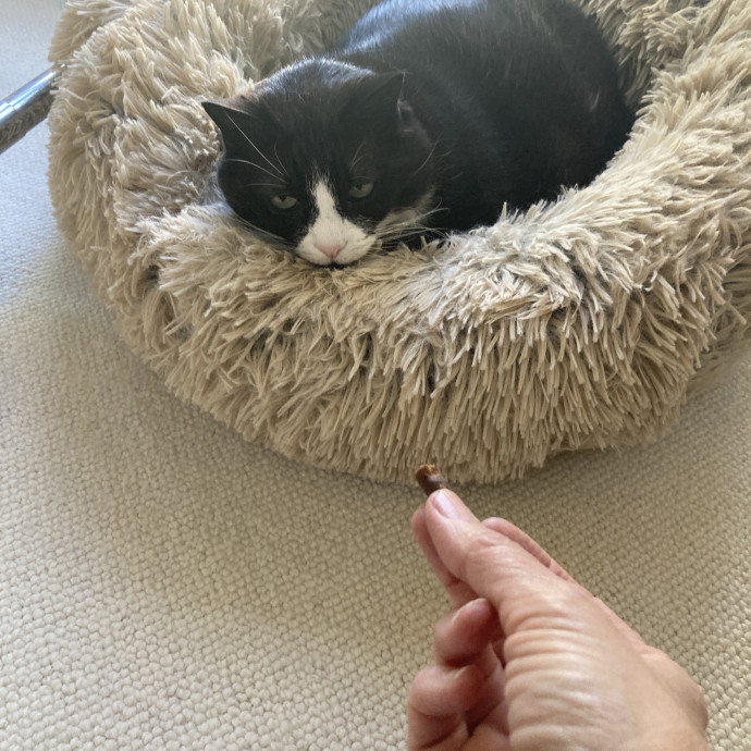 Cam's Calm Cat Care photo 2