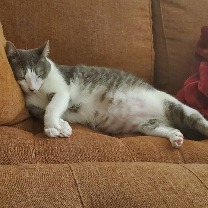 Feline Fanatic