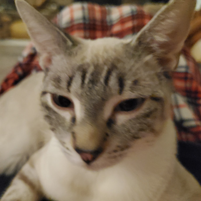 Feline Fanatic