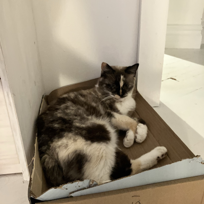Zoë Loves Cats