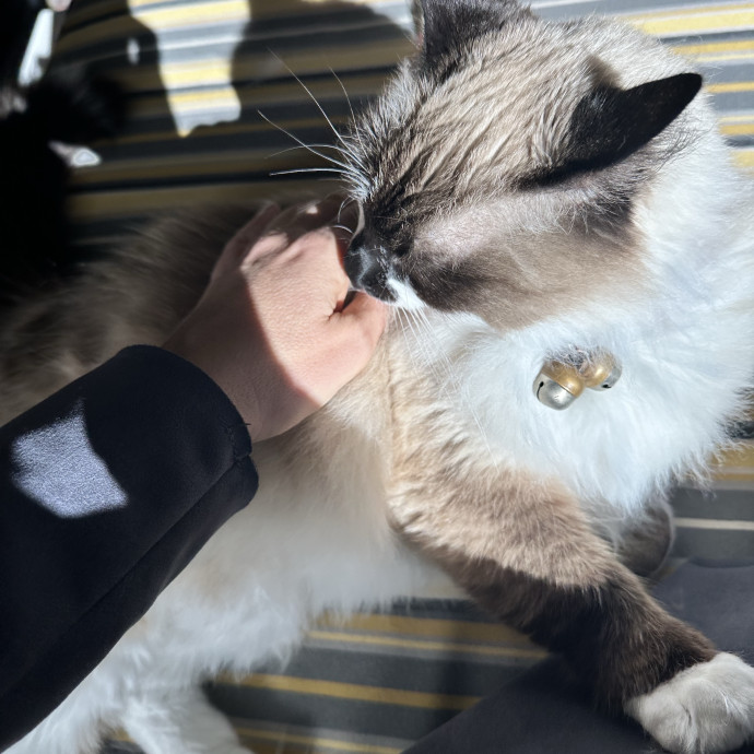 Meticulous Care With A Playful Touch