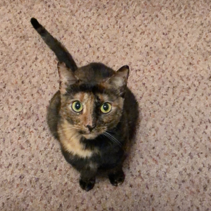 Cats Are My Favorite Animals photo 3