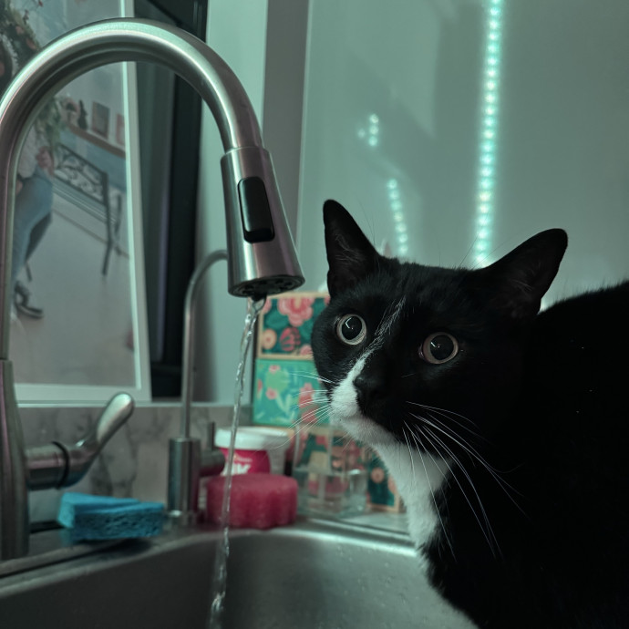 Experienced Cat Sitter  Cat Lover