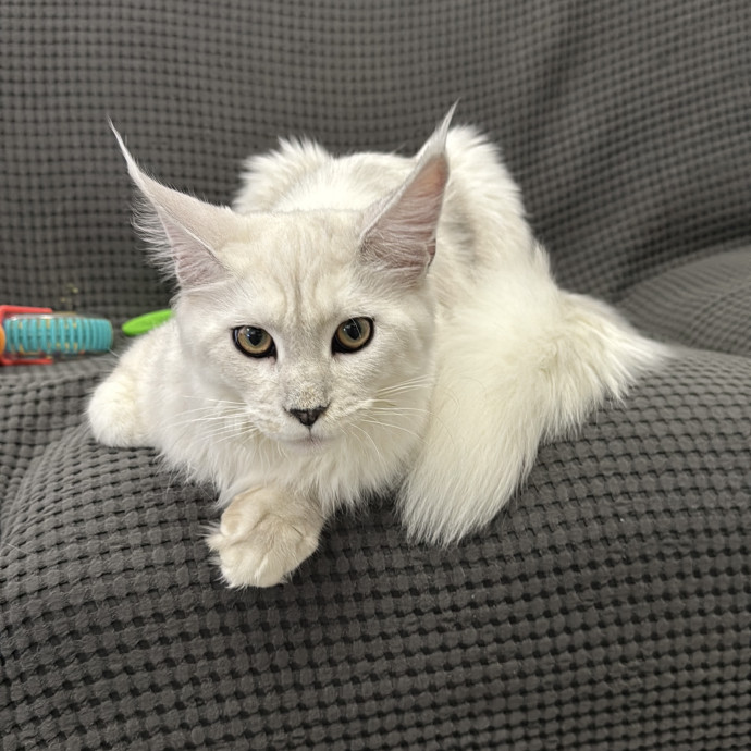 Experienced Cat Sitter  Cat Lover photo 3